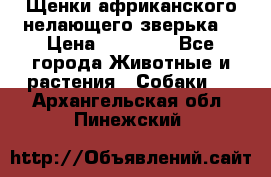 Щенки африканского нелающего зверька  › Цена ­ 35 000 - Все города Животные и растения » Собаки   . Архангельская обл.,Пинежский 